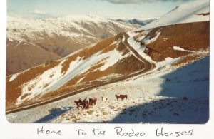 Rodeo-Horses-Captain-Cardrona